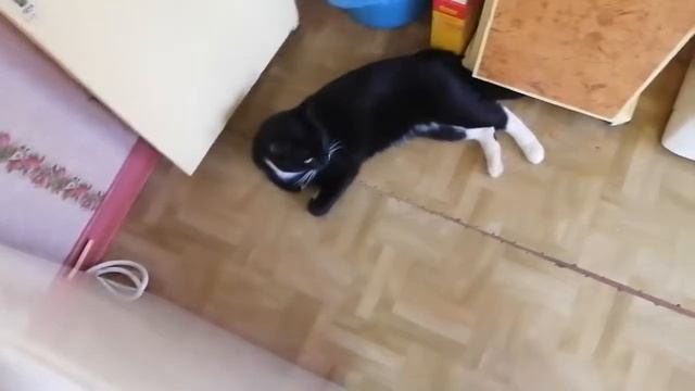 Готовим с котом. смотреть онлайн