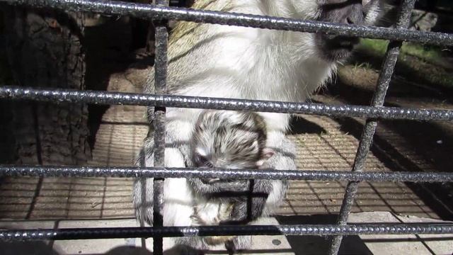 Зелёная мартышка с малышом 24.06.2019 смотреть онлайн