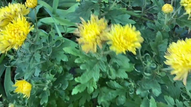 Хризантемы летние??? смотреть онлайн