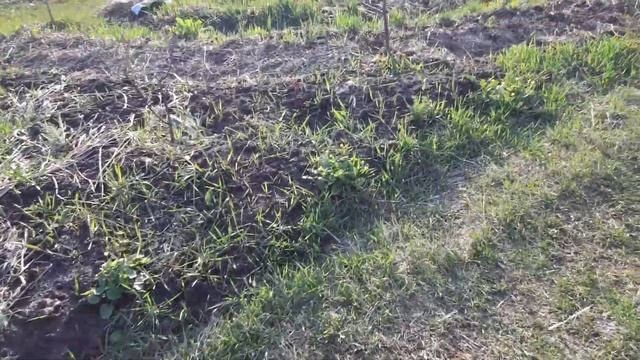 Пермакультура Разработка целины легко Ч.1 - без лопат и мотыги Быстрое создание органических грядок смотреть онлайн