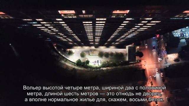 Как ухаживать за белками в домашних условиях? смотреть онлайн