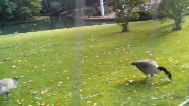 ? Парк, гуси, утки и много зайцев:)Алис кормит гусей, уточек и голубей смотреть онлайн