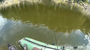 Ловля большого окуня на воблер Salmo Hornet