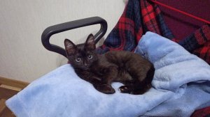 Дома появился кот.