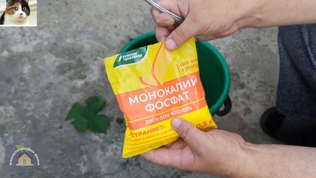 Летняя подкормка винограда в июле после цветения монокалий фосфат
