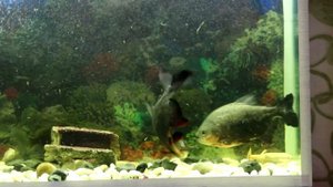 Рыбка паку (ПИРАНЬЯ КРАСНЫЙ ПАКУ) Через год ( немножко подрасли)) )