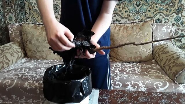 Как сохранить саженец абрикоса до посадки в грунт. смотреть онлайн