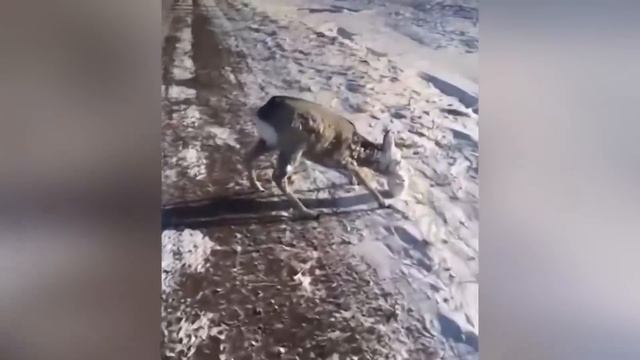 Тези Същества са Замръзнали в ЛЕДА смотреть онлайн