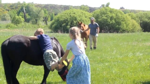Годовалый донской жеребчик Сангур на лугу, рысь и галоп. смотреть онлайн