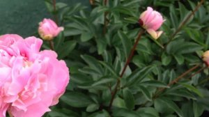 Peony Junior Miss - www.peonyshop.com