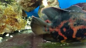 Астронотусы мечат икру