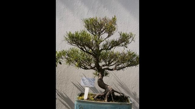 Buddhist Pine- a Lucky Charm смотреть онлайн