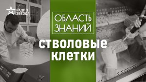 Что лечат стволовыми клетками? Лекция биолога Сергея Кислелёва