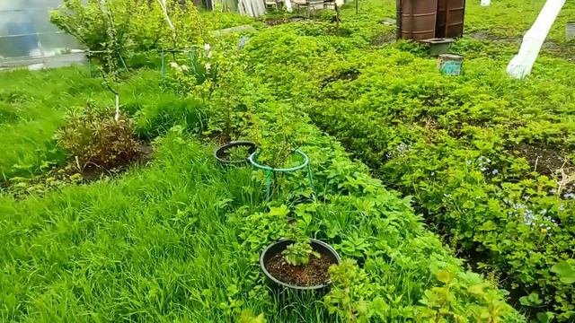 28.05.22.Дача..Обход владений.. И НАС ХОТЕЛИ ОГРАБИТЬ😔 смотреть онлайн