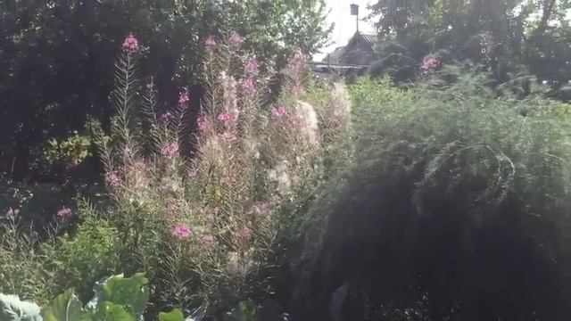 #612 Один летний день на даче смотреть онлайн