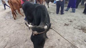 ЖОНДОР МОЛ БОЗОРИ БУХОРО // JONDOR MOL BOZORI BUXORO .