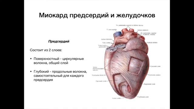 Мягкий скелет сердца - анатомия сердечно-сосудистой системы (ССС)