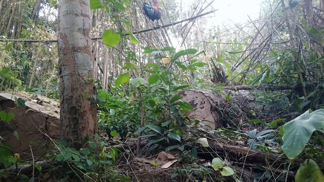 dib qaib pub tuaj zoo heev 2/1/2024 смотреть онлайн