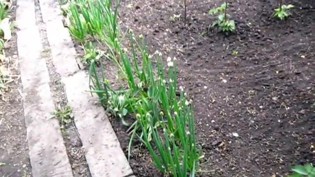 ЛУК на СЕМЕНА, ЛУК из СЕМЯН, ЛУК из севка и друкие луки смотреть онлайн