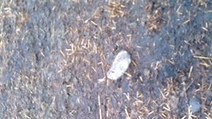 ДИКИЙ ЗАЯЦ ГОША