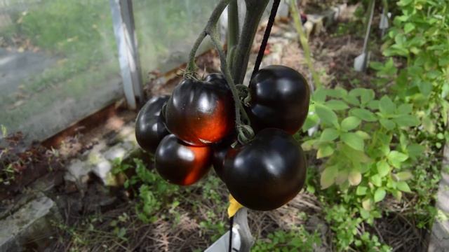 Сорт -"КАШТАНОВЫЙ ШОКОЛАДНЫЙ". Томаты от Фёдора. смотреть онлайн