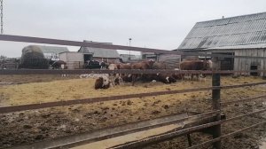 Содержание бычков в нашем хозяйстве