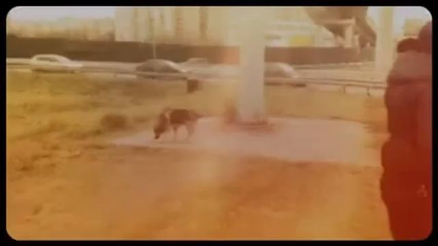 Спасите собаку у кольцевой дороги! смотреть онлайн