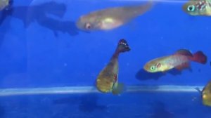 Нотобранхиус Гюнтера Nothobranchius guentheri продажа оптом