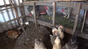 УБРАЛАСЬ В МАЛИНЕ? ВЫЧИСТИЛА КУРЯТНИК? УРОЖАЙ МИНДАЛЯ?  ТУНЕЯДНИЧАЕМ  В ЖАРУ ?