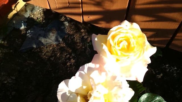 Новая роза в моем саду Глория Дей смотреть онлайн