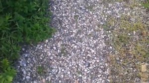 Дорожки на даче. Как сделать? Сад дача огород.
