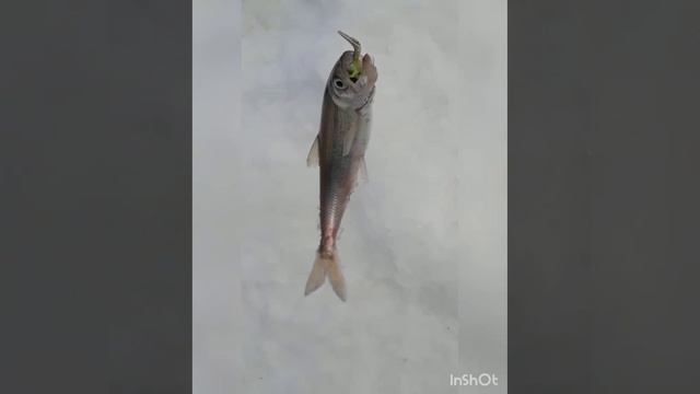 Ловля зубаря (корюшки) на блёсны от Mr. Musurok