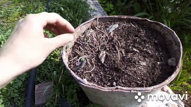 ?Цветы в контейнерах. Очень красиво смотрятся.?