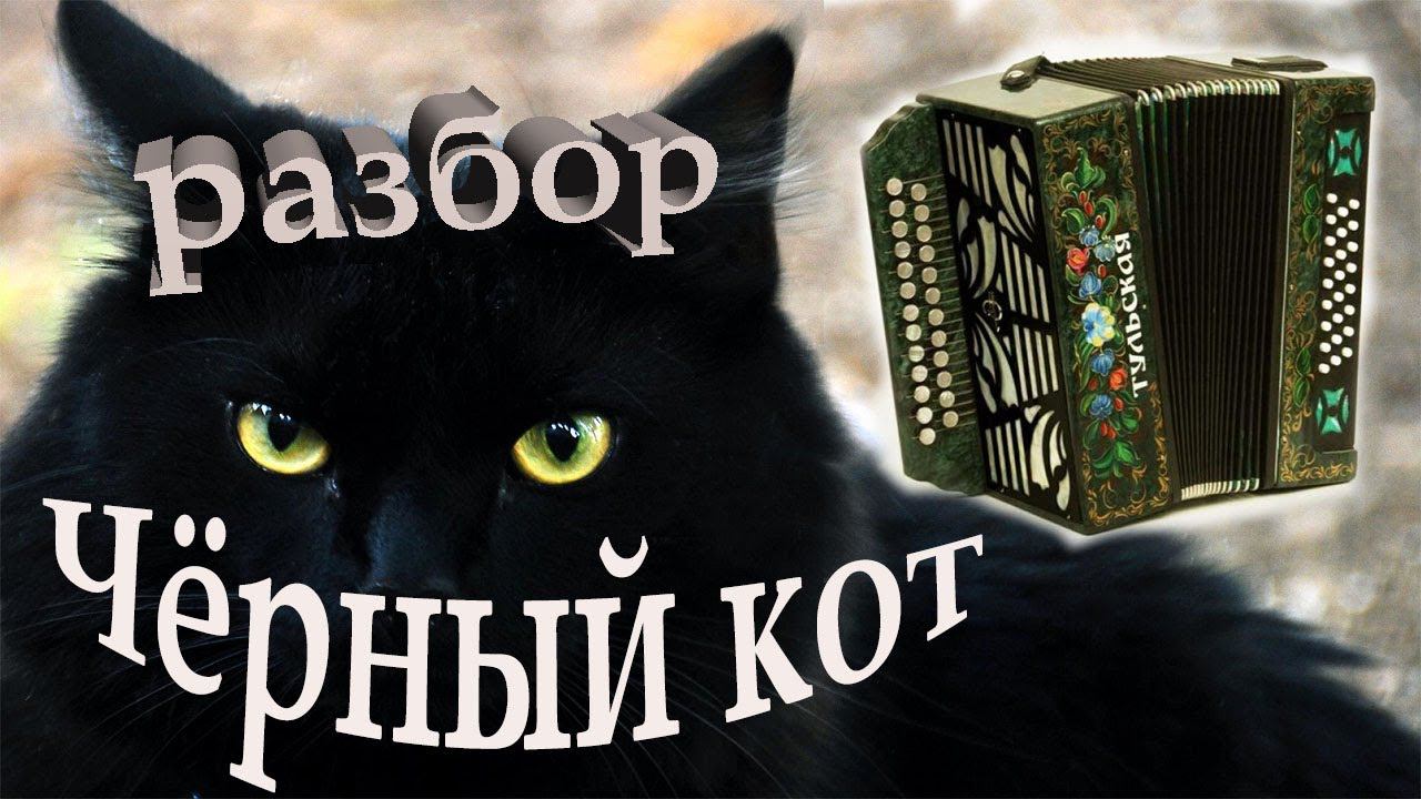 Разбор песни Черный кот