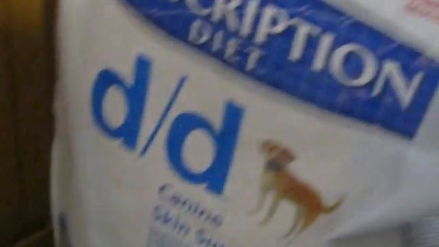 собака породы французский бульдог. Как выглядит? смотреть онлайн