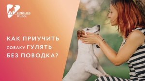 Как приучить собаку гулять без поводка?