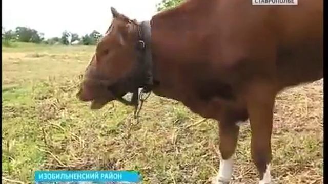 С какими трудностями сталкиваются начинающие фермеры!