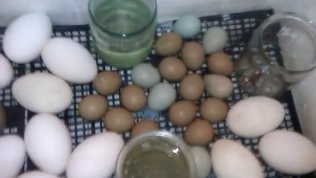 Простой самодельный инкубатор смотреть онлайн