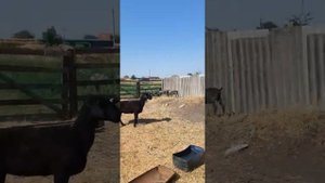 Бараны и их содержание в деревне. Три вида баранов. Романовские бараны (овцы), Гисары  и. т.д