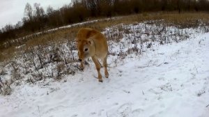 Джерсейские коровы. Берта . Знакомство со стадом..