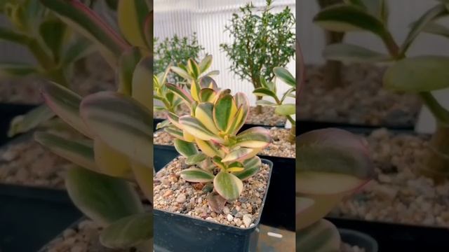 Crassula Ovata Variegata/ Variegated Jade plant EP 127/1000