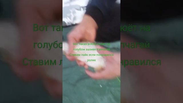 Капчагай голубой залив клёв отличный зимний сезон Рыбалки  открыт продолжение видео будет позже