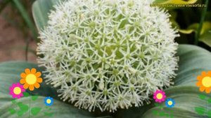 Лук декоративный Айвори квин. Краткий обзор, описание характеристик allium Ivory Queen