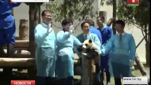 В Китае открылся новый панда-центр 