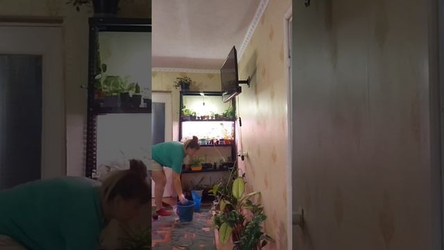 утро началось с полива ? Полив моих растений ?Это лишь 70% растений что я вам показала ?