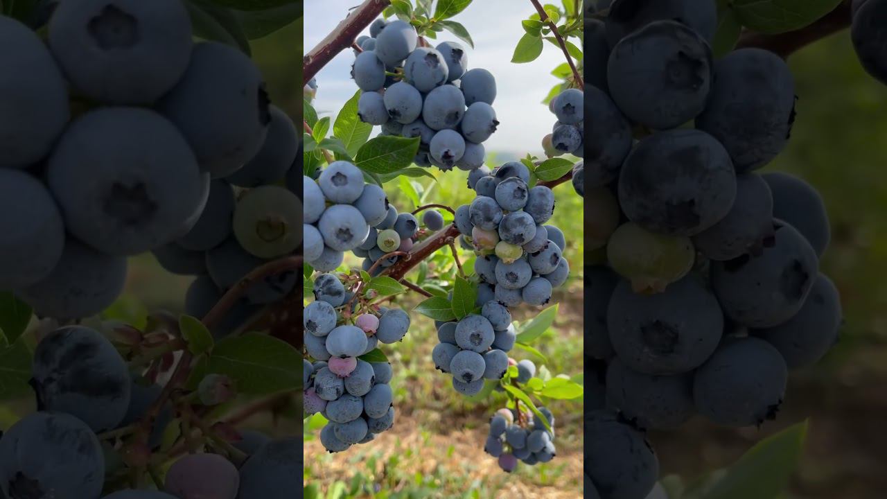 Голубика Сиерра (Sierra). #голубика #голубикасадовая #саженцыголубики смотреть онлайн