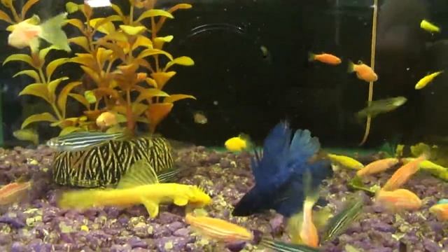 рыбка Петушок королевский, Betta splendens смотреть онлайн