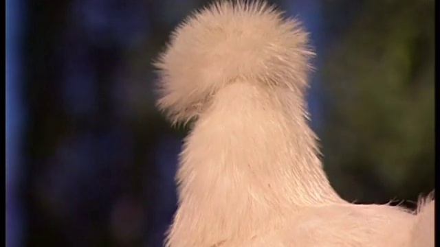 Содержание кур смотреть онлайн