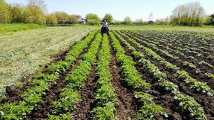 Междурядная обработка картофеля долотьями  минитрактором Исеки ТХ-1510. Как растет картофель.