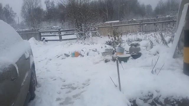 САО.Алабай. Поведение кобеля Тарзана/ Забирают металолом/ смотреть онлайн